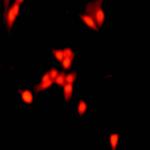 Cit-Histone H3 (Arg2, Arg8, Arg17) Antibody in Immunocytochemistry (ICC/IF)