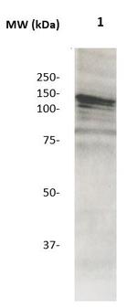 Phospho-Neuropilin-2 (Tyr39) Antibody in Western Blot (WB)