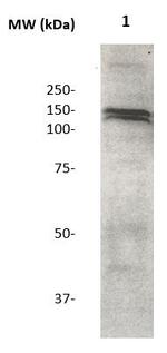 Neuropilin-2 Antibody in Western Blot (WB)