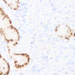 SirT2 Antibody in Immunohistochemistry (Paraffin) (IHC (P))