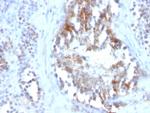 Sex Hormone Binding Globulin (SHBG) Antibody in Immunohistochemistry (Paraffin) (IHC (P))