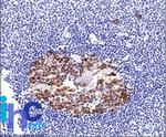 CDw75 (B-Cell Marker) Antibody in Immunohistochemistry (Paraffin) (IHC (P))