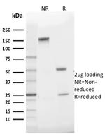 GLUT-1 Antibody in SDS-PAGE (SDS-PAGE)