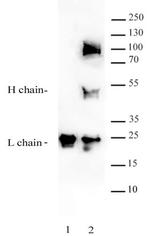 BRD9 Antibody in Immunoprecipitation (IP)