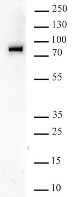 BRD9 Antibody in Western Blot (WB)