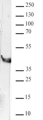 hnRNP A2B1 Antibody in Western Blot (WB)