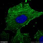 beta Actin Antibody in Immunocytochemistry (ICC/IF)