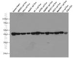 beta Actin Antibody in Western Blot (WB)