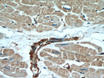 beta Actin Antibody in Immunohistochemistry (Paraffin) (IHC (P))