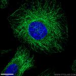 alpha Tubulin Antibody in Immunocytochemistry (ICC/IF)