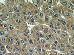 alpha Tubulin Antibody in Immunohistochemistry (Paraffin) (IHC (P))