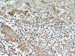 MGEA5 Antibody in Immunohistochemistry (Paraffin) (IHC (P))