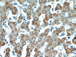 ATP5A1 Antibody in Immunohistochemistry (Paraffin) (IHC (P))