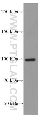 LONP1 Antibody in Western Blot (WB)