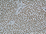 LONP1 Antibody in Immunohistochemistry (Paraffin) (IHC (P))