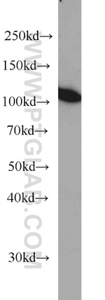 MMS19 Antibody in Western Blot (WB)