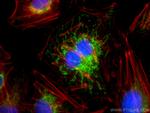 NDUFA4L2 Antibody in Immunocytochemistry (ICC/IF)