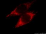 NDUFA4L2 Antibody in Immunocytochemistry (ICC/IF)