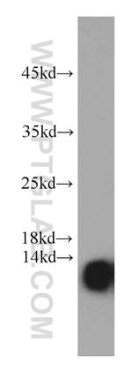 NDUFA4L2 Antibody in Western Blot (WB)