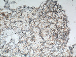 NDUFA4L2 Antibody in Immunohistochemistry (Paraffin) (IHC (P))