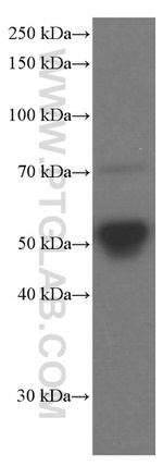 Apolipoprotein H Antibody in Western Blot (WB)
