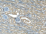 Melanophilin Antibody in Immunohistochemistry (Paraffin) (IHC (P))