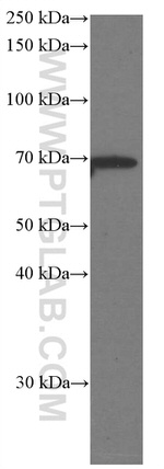 Melanophilin Antibody in Western Blot (WB)