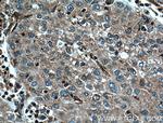 Caspase 8 Antibody in Immunohistochemistry (Paraffin) (IHC (P))