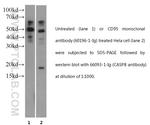 Caspase 8 Antibody in Western Blot (WB)