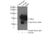 Lamin B1 Antibody in Immunoprecipitation (IP)