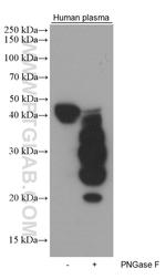 ORM1/2 Antibody in Western Blot (WB)