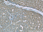 ORM1/2 Antibody in Immunohistochemistry (Paraffin) (IHC (P))