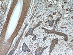 EXOSC2 Antibody in Immunohistochemistry (Paraffin) (IHC (P))