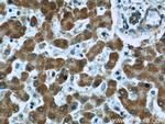 EXOSC2 Antibody in Immunohistochemistry (Paraffin) (IHC (P))