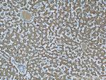 Iduronate 2 sulfatase Antibody in Immunohistochemistry (Paraffin) (IHC (P))