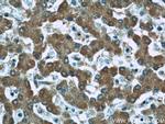 AFM Antibody in Immunohistochemistry (Paraffin) (IHC (P))