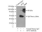 AFM Antibody in Immunoprecipitation (IP)