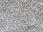 AFM Antibody in Immunohistochemistry (Paraffin) (IHC (P))