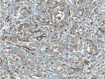 CD146/MCAM Antibody in Immunohistochemistry (Paraffin) (IHC (P))
