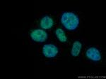 TBP Antibody in Immunocytochemistry (ICC/IF)