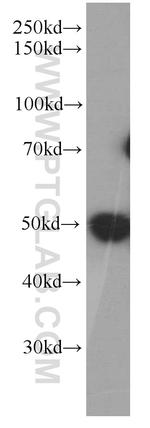 DEK Antibody in Western Blot (WB)