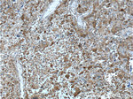 IDH1 Antibody in Immunohistochemistry (Paraffin) (IHC (P))