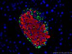 Insulin Antibody in Immunohistochemistry (PFA fixed) (IHC (PFA))