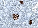 Insulin Antibody in Immunohistochemistry (Paraffin) (IHC (P))