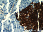 Insulin Antibody in Immunohistochemistry (Paraffin) (IHC (P))