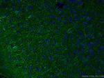 acetylated Tubulin(Lys40) Antibody in Immunohistochemistry (PFA fixed) (IHC (PFA))