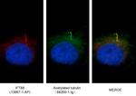 acetylated Tubulin(Lys40) Antibody in Immunocytochemistry (ICC/IF)