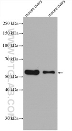 acetylated Tubulin(Lys40) Antibody in Western Blot (WB)