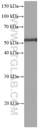 acetylated Tubulin(Lys40) Antibody in Western Blot (WB)