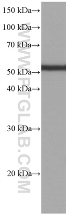 acetylated Tubulin(Lys40) Antibody in Western Blot (WB)